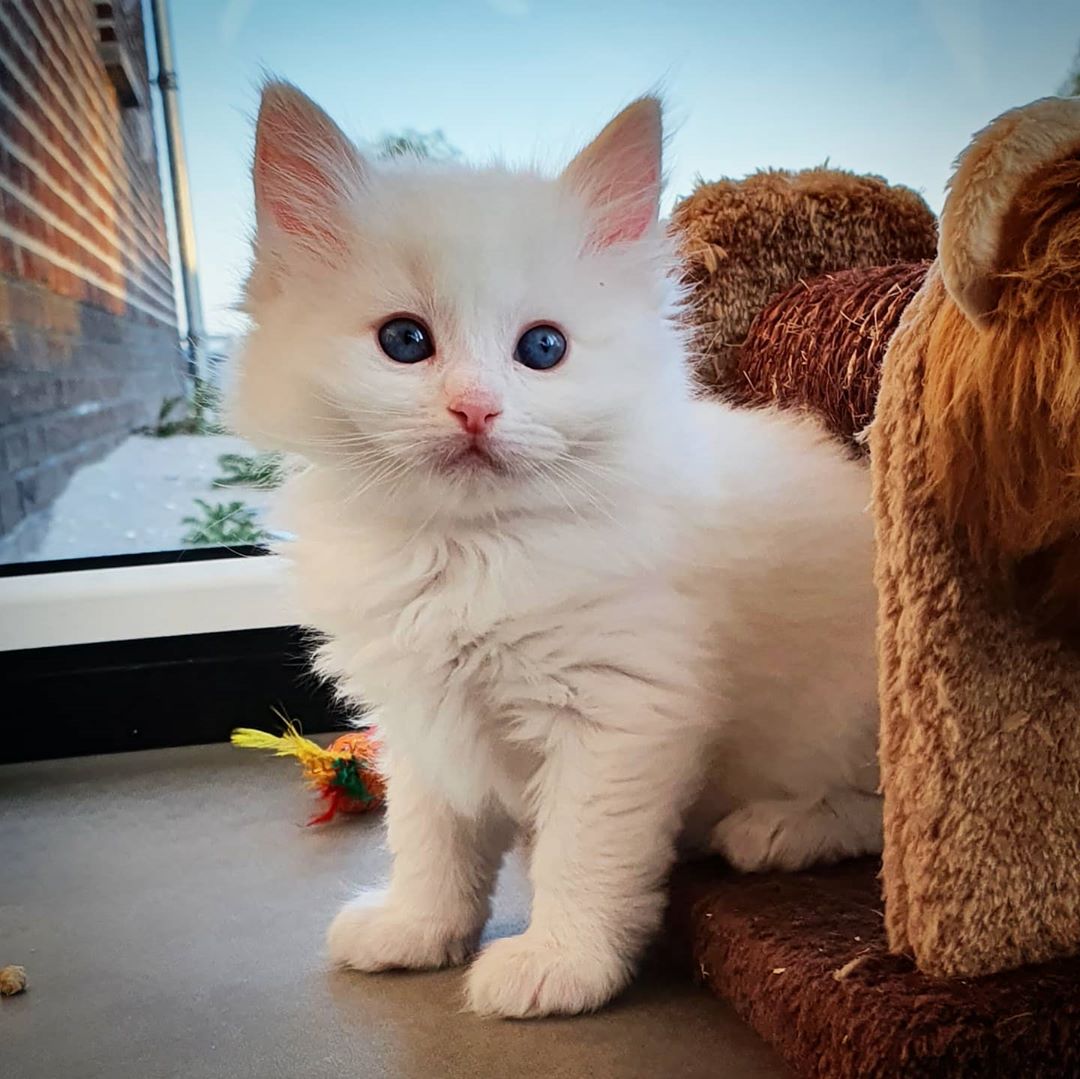 ragdoll kitten for sale