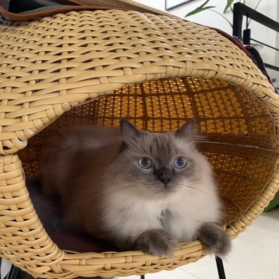 RAGDOLL CATS FOR SALE