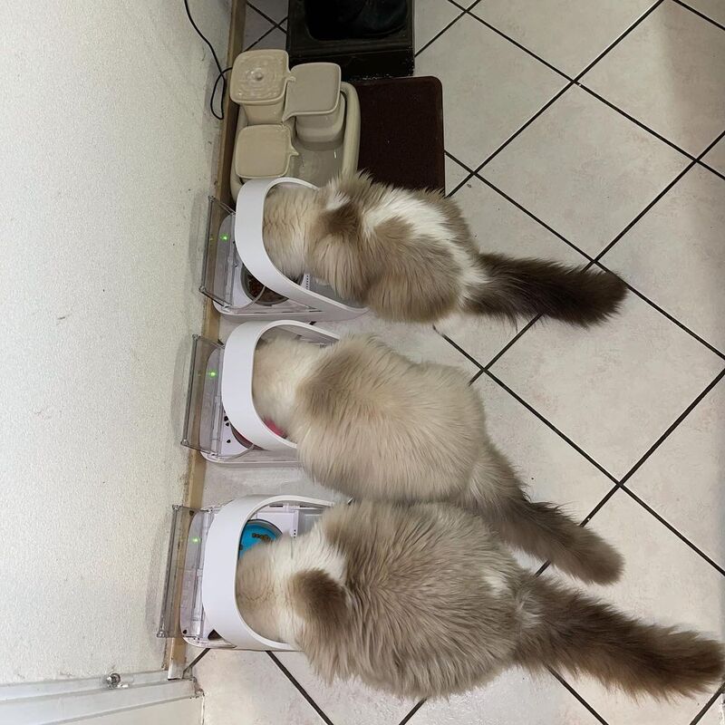 RAGDOLL CATS FOR SALE