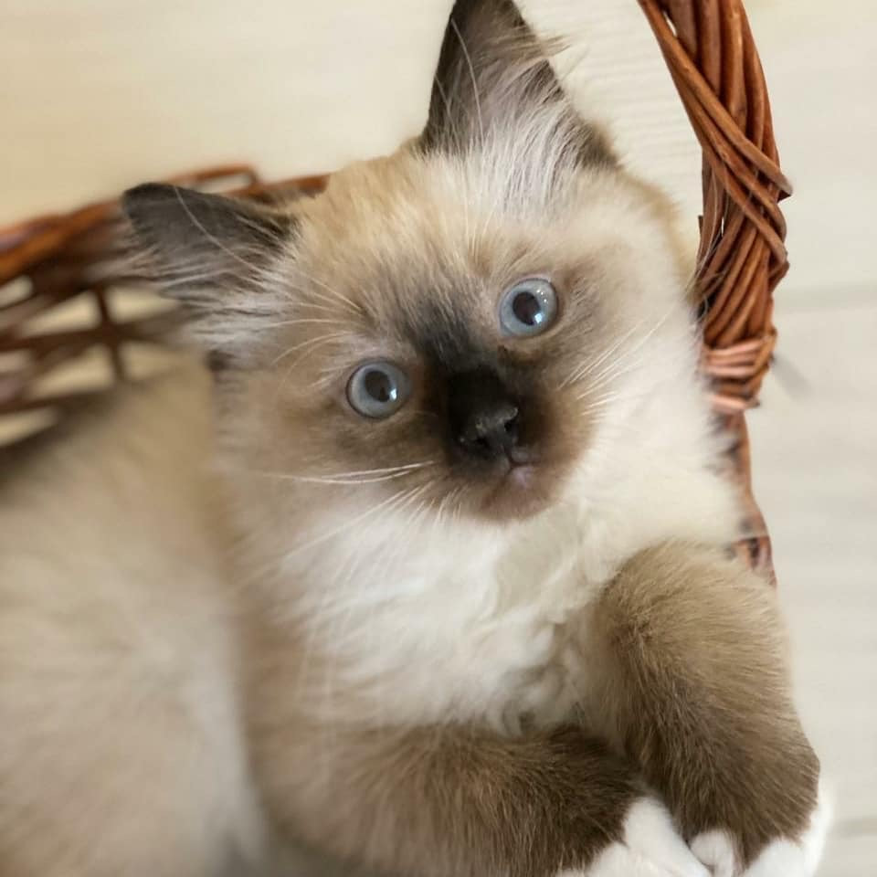 ragdoll kitten for sale